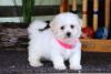 Bichon Frise Males and females- 12 Weeks