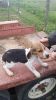 Beagle puppies ready now
