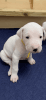 Dogo argentino puppies for sale