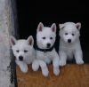 Beautiful White Siberian Husky Puppies