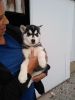 Cute and adorable Siberian husky puppies for sale