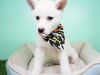 Husky Puppy – Female - Eskee ($600)