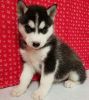 handsome Siberian Husky Puppies text (xxx) xxx-xxx7