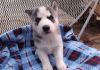Siberian Huskies Puppies Available..