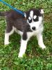 Healthy blue eyes Siberian Husky Puppies Available Now