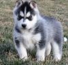 Absolutely Adorable Siberian Husky Puppies