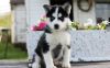 Siberian Husky puppies available