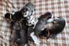 Adorable AKC Huskies Puppies. Please call or text +1(4xx) xx8-0xx4