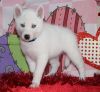 Beautiful Siberian Husky Puppies For Sale.