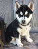 Akc registered Siberian Husky ready to go to her forever home.