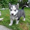 Blue eyes Siberian Husky pups available