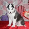 Healthy Siberian Husky Puppies For Sale.