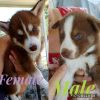 Husky puppies finding their forever home