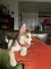 A8 weeks Siberian husky male so cute looking for new home