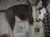 AKC Siberian Husky Puppies 300