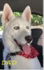 Siberian Husky Puppies – AKC Champion Dame / AKC Registered Sire