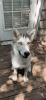 Male Siberian husky/ wolf 6 months