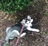 Siberian Husky! Puppy 6 months