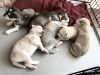 Purebred Siberian Husky Puppies