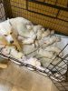 All White Siberian Husky Puppies Bronx