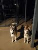 2 Siberian Huskies 6 Months Old