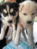 Akc husky puppies for sale