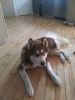 Koda, a beautiful pure bred Siberian husky