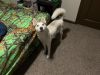 Husky for Sale in Tampa
