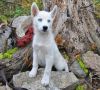 New litter of 6 healthy Siberian Husky Puppies