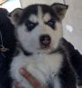 Husky puppy for a loving home