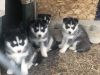 New to this world husky puppies