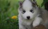 Amazing M/F Siberian Husky Puppies Available