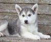 Awesome Reg. Siberian Husky Puppies for Sale