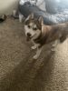 One year old siberian husky for sale