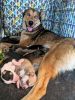 Husky Puppies (Border Collie Mix - Mom & Dad on site)