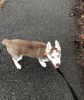 Siberian Husky pup for sale
