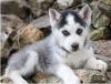 Sweet and Trained Blue Eyes Siberian Husky Puppies Ready