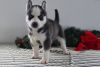 AKC Siberian Husky Puppies For Sale.