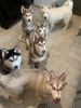 Who loves Huskys??