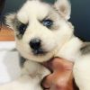 Siberian Husky puppies looking for their forever home