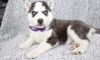 M/F Lovely Siberian Husky puppies for Sale