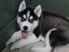 Cute and lovely Male Siberian Husky ready for new