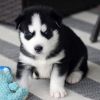 Siberian Husky Puppy for sale