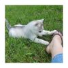 Quality Female and Male Siberian Husky puppies