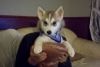 Adorable Cute Female and Male Siberian Husky puppies for Sale