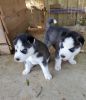 Looking For A Home For Pure Siberian Husky Puppies