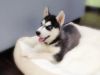Siberian Husky Puppies for great