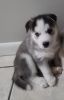 Husky Puppies for Sale!