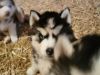 Beautiful Pure Breed Siberian Huskies For Sale