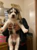 ACA registered pups for sale